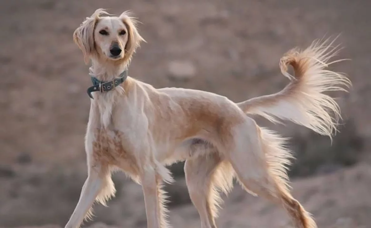Итоги World Dog Show 2025: Казахский тазы покорил международное сообщество