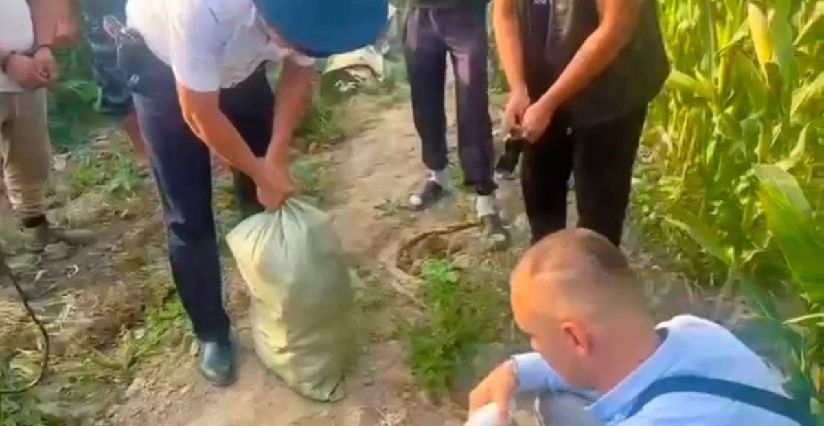 Наркоплантацию прятали в кукурузе в Алматинской области
