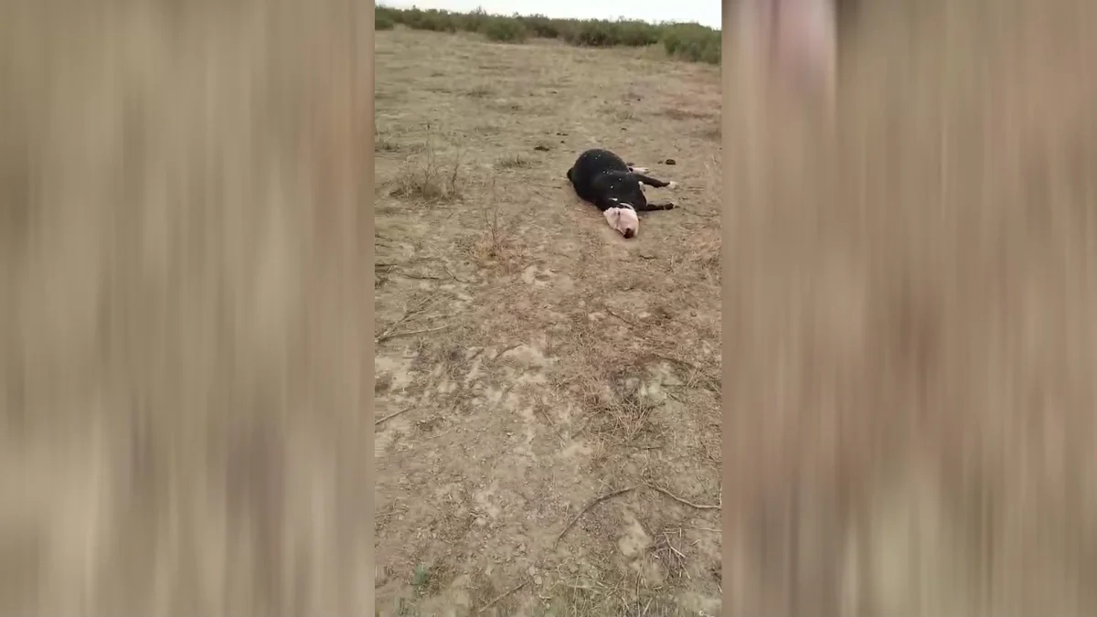 Атырау облысында сиыр қырылып жатыр