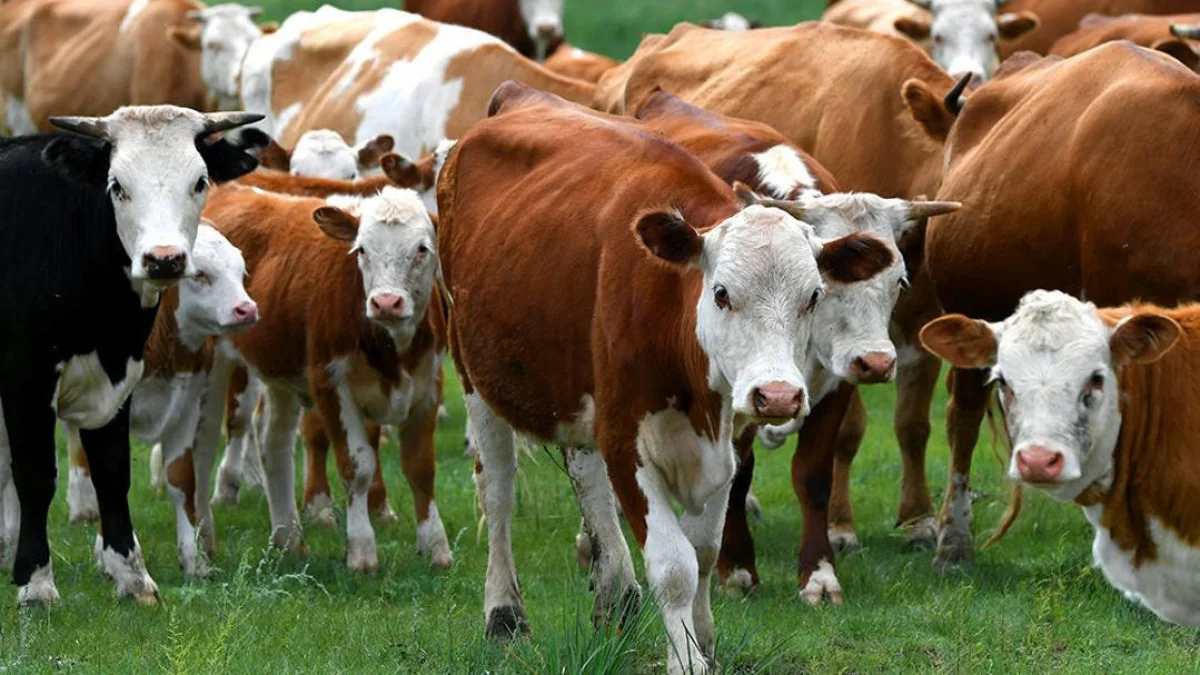 Асыл тұқымды мал сатып алуға 6%-бен несие берілуі мүмкін