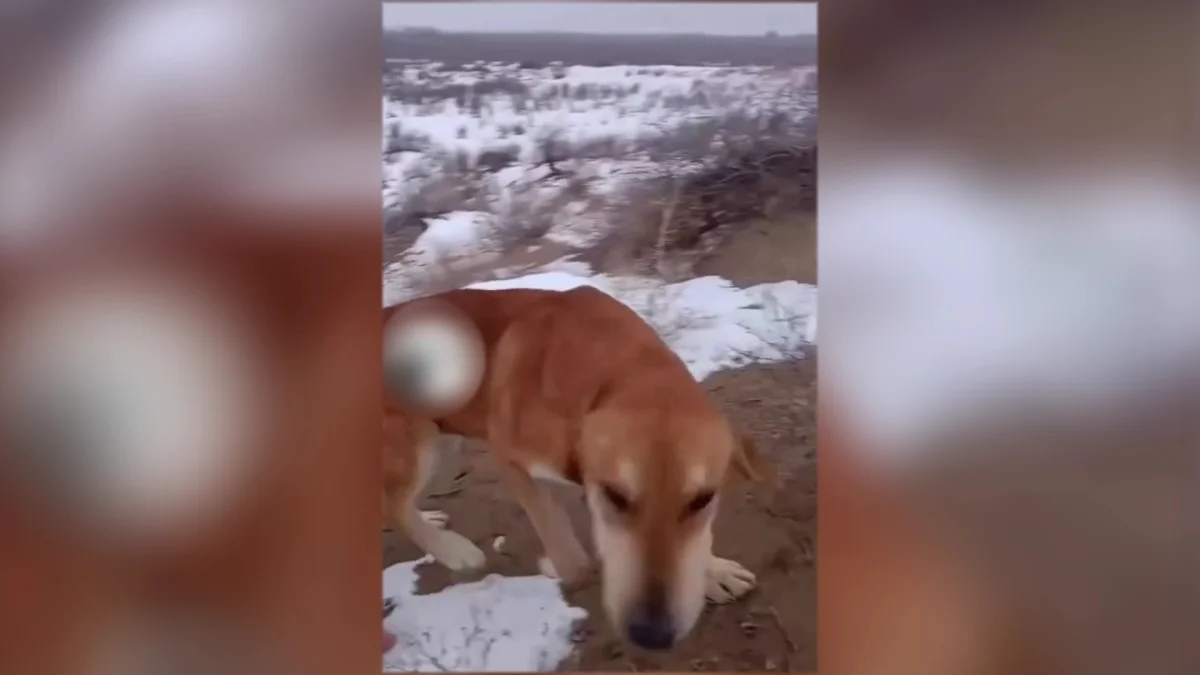 Мужчина и его собака месяц искали друг друга в степях области Жетiсу