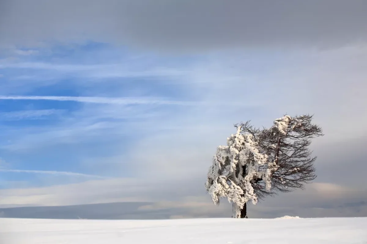 МЧС предупреждает о сильном ветре