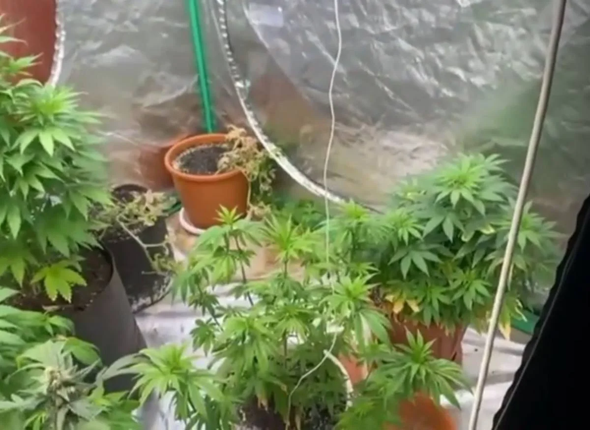 Әкесінің пәтеріне қарасора өсірген