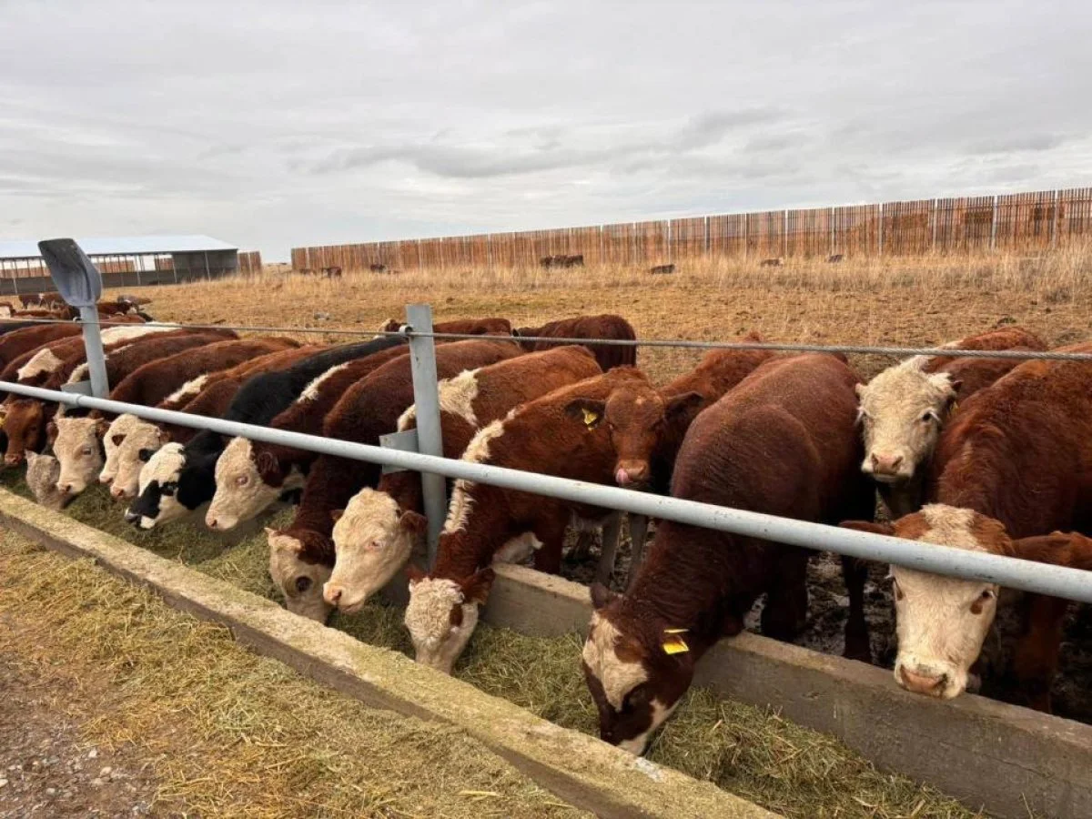 Абай облысында 5 мың бас ірі қараға арналған бордақылау алаңы іске қосылды
