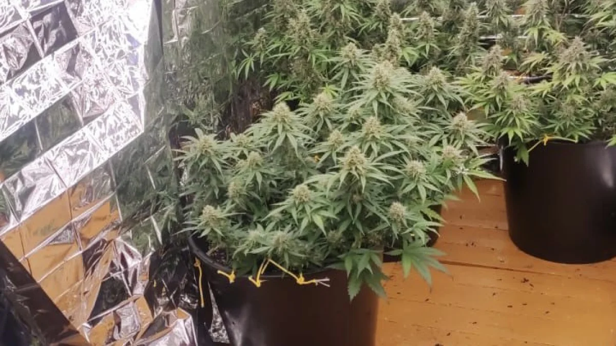 Фитолабораторию с коноплёй обнаружили у жителя Костанайской области