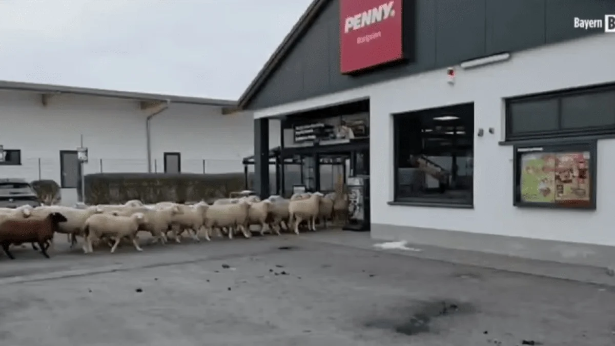 Стадо овец заблудилось и ворвалось в супермаркет в Германии