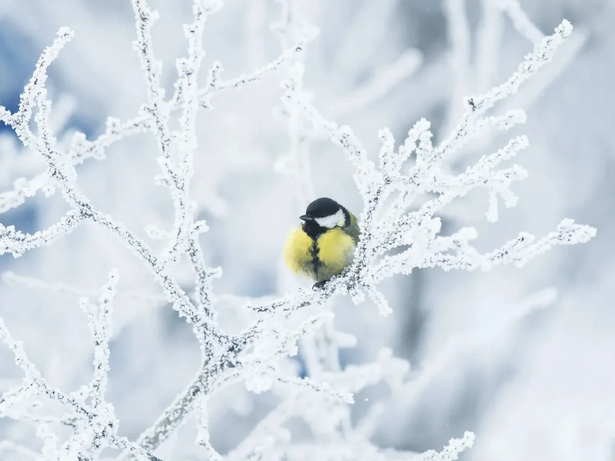 В Астане снег, в Шымкенте и Алматы гололёд: погода в понедельник, 19 января