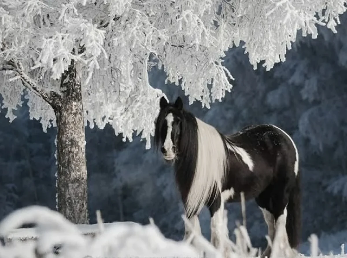В Астане морозно, в Шымкенте и Алматы туманно: погода в четверг, 22 января