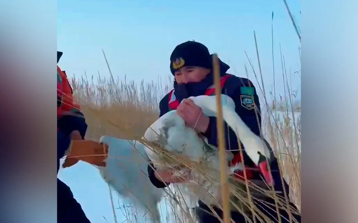 Жетісу облысында қамыс арасында қалып қойған аққу құтқарылды