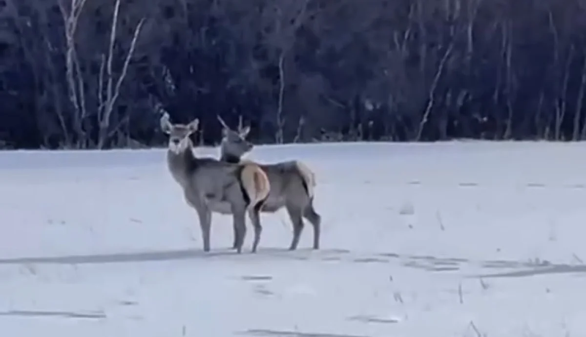 В Каркаралинском нацпарке на свободу выпустили маралов