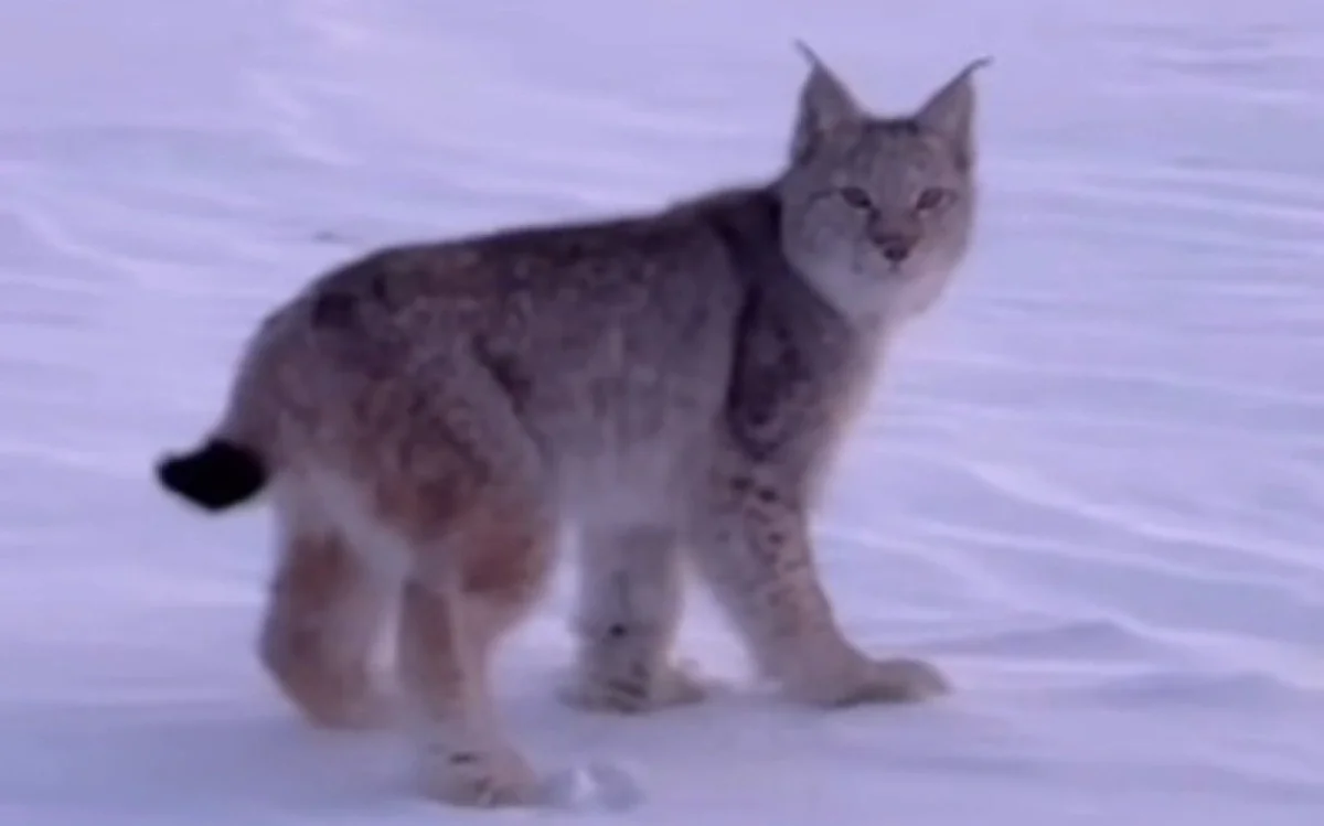 Сирек кездесетін сілеусін Семей табиғи резерватында көзге түсті