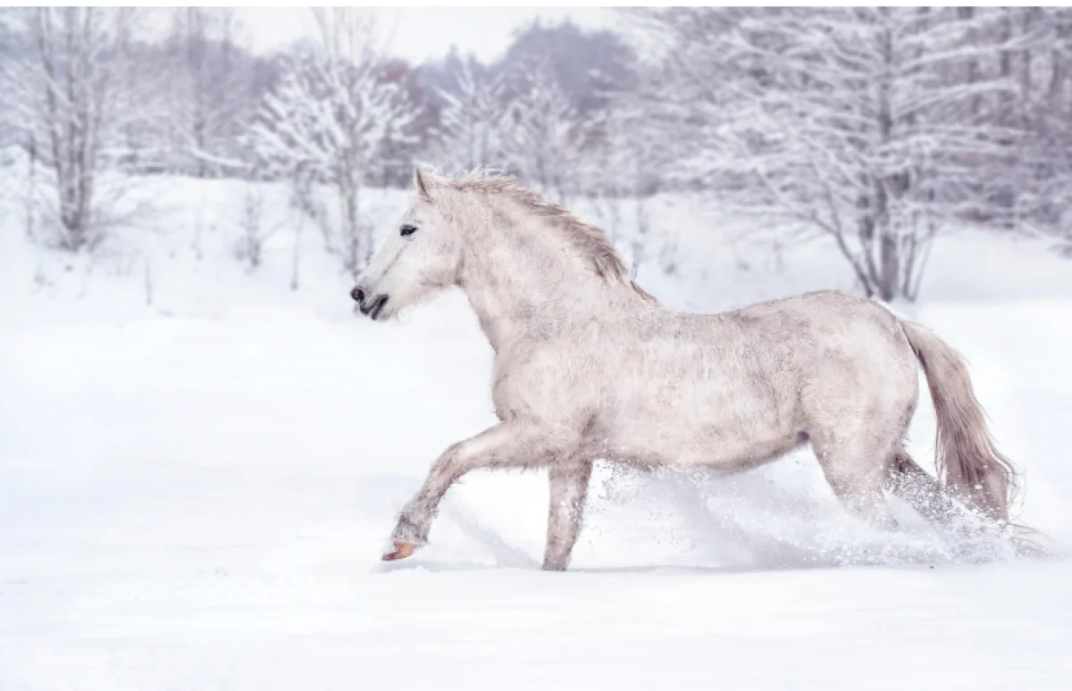 Снег и морозы накроют Астану, Алматы и Шымкент в пятницу, 23 января