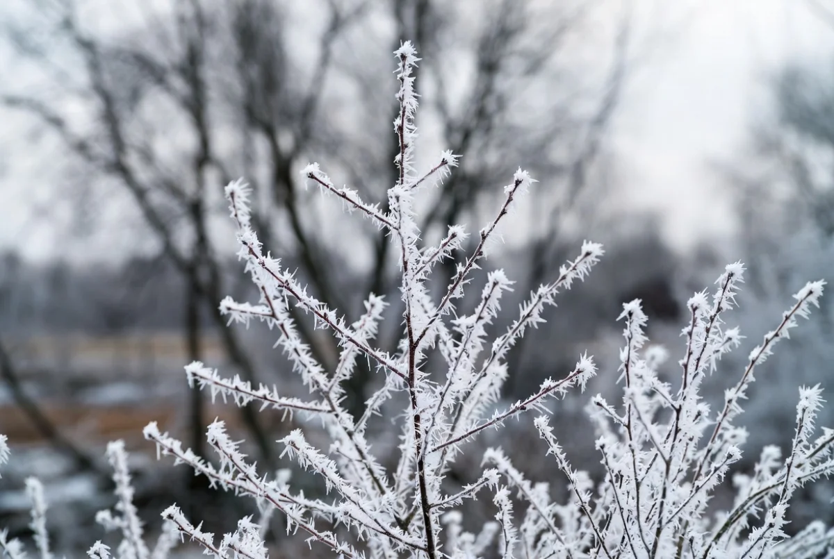 Холодный январь: прогноз погоды на 24 января 2026 года для Астаны, Алматы и Шымкента