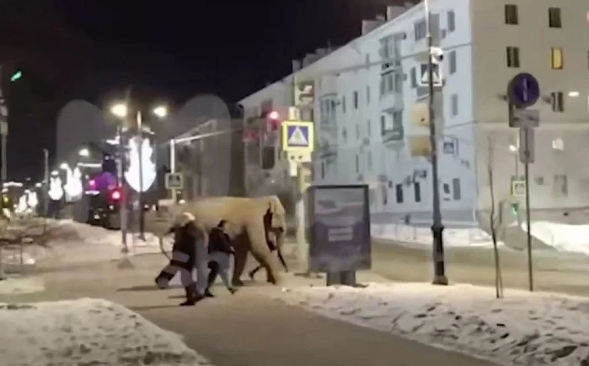 Слон сбежал из цирка, но замерз в самарские морозы и сдался