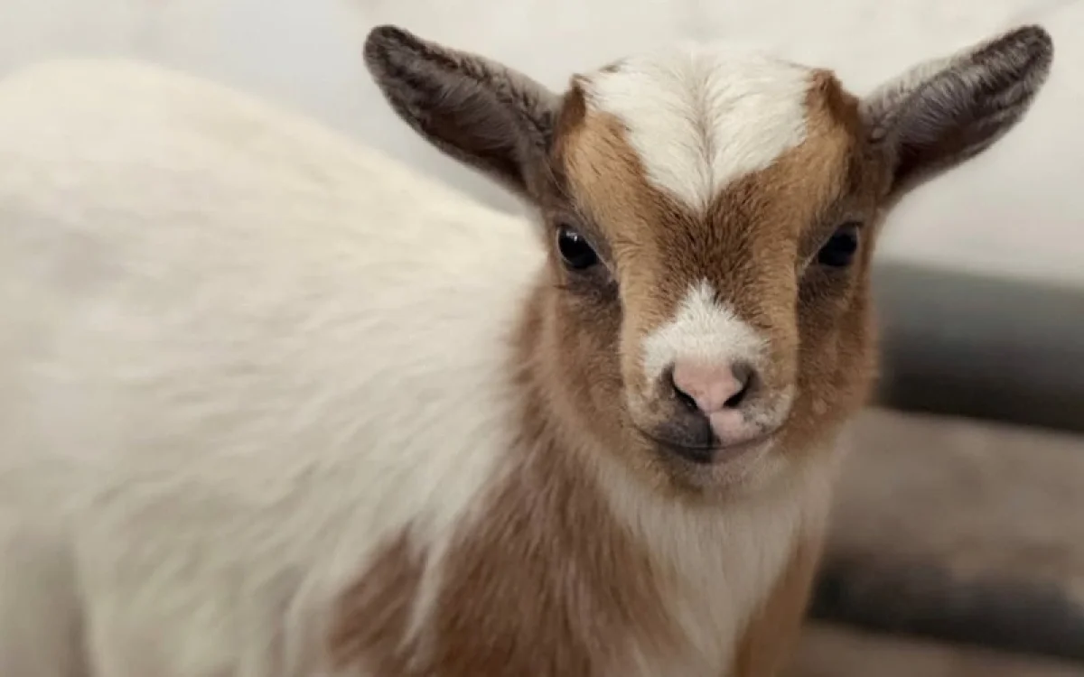 Алматы зообағында камерун ешкілері төлдеді