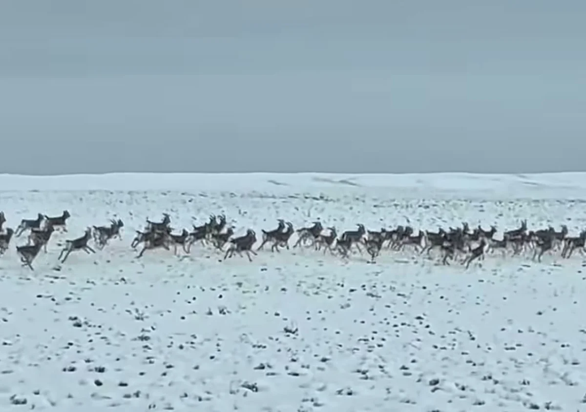 Число джейранов в Чарыне увеличилось в 10 раз