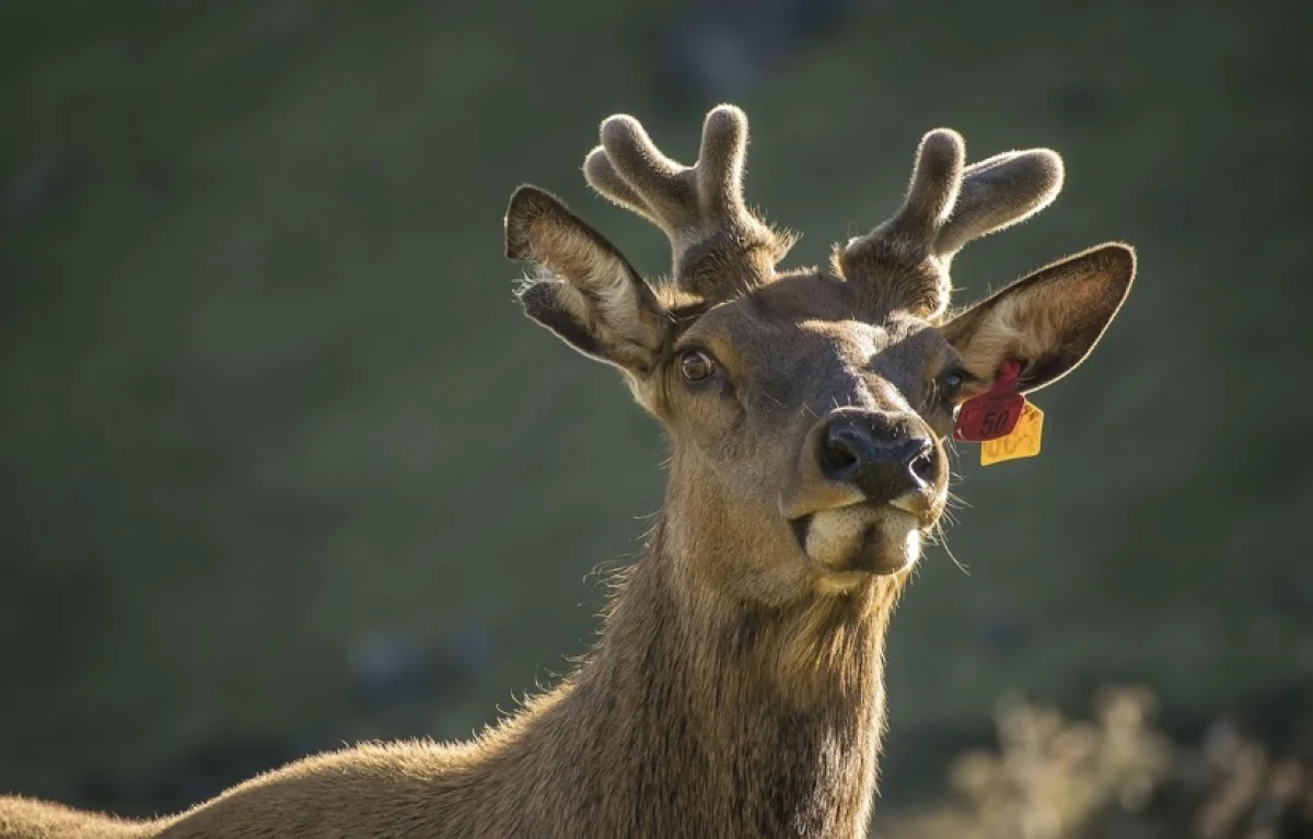 Олень перепутал банк с лесом и поднял тревогу в Нью-Йорке