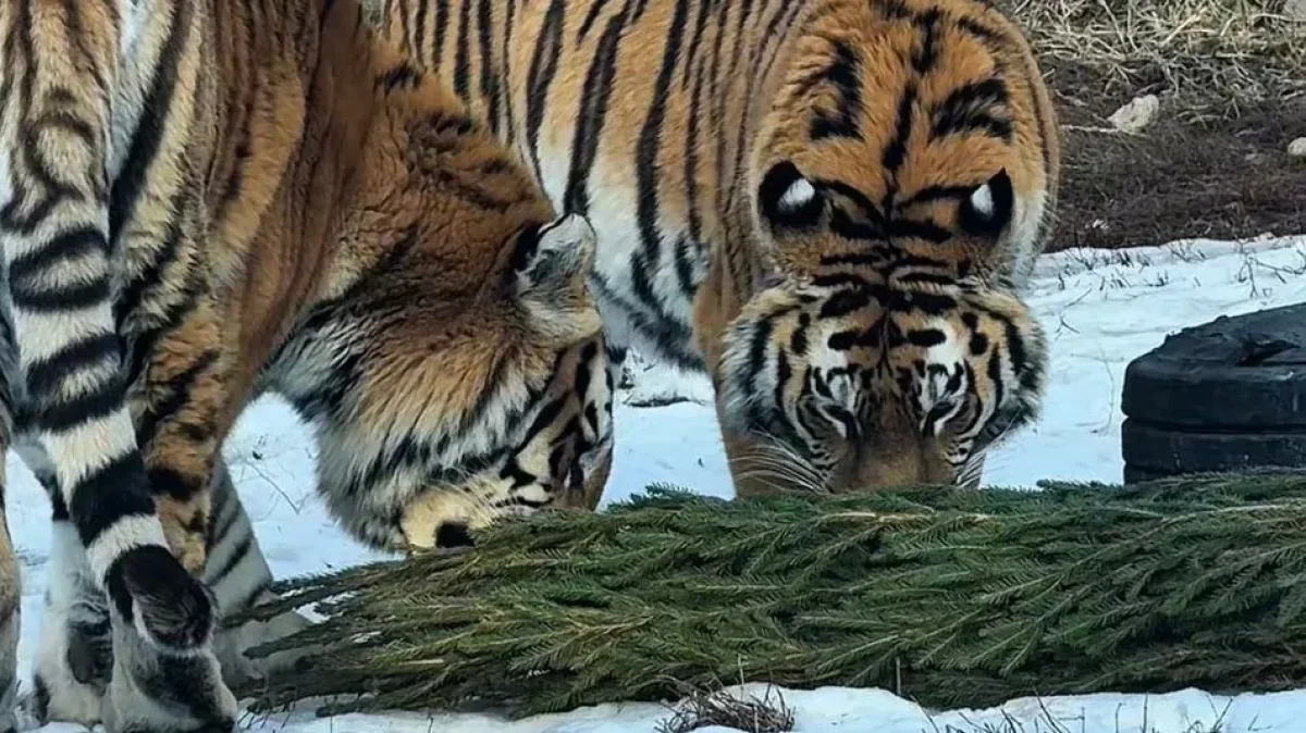 «Шыршаны тапсыр»: акция қорытындыланды