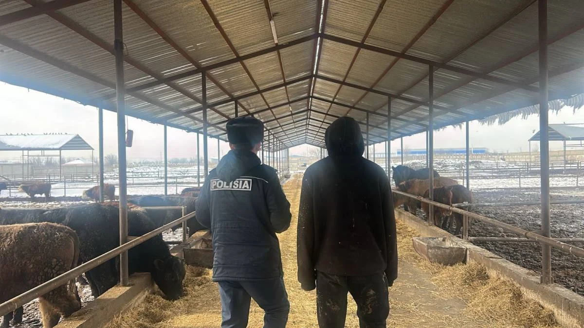 Полиция раскрыла кражу 80 голов скота на 25 млн тенге в Шымкенте