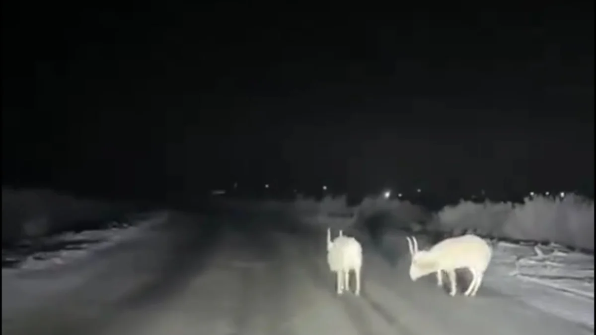 Атырау облысында ақбөкендер ауыл ішінде  емін-еркін жайылып жүр