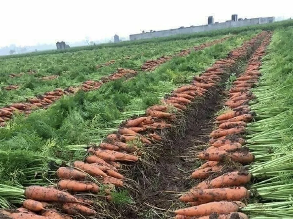 Казахстан увеличит посевы «социальных» овощей