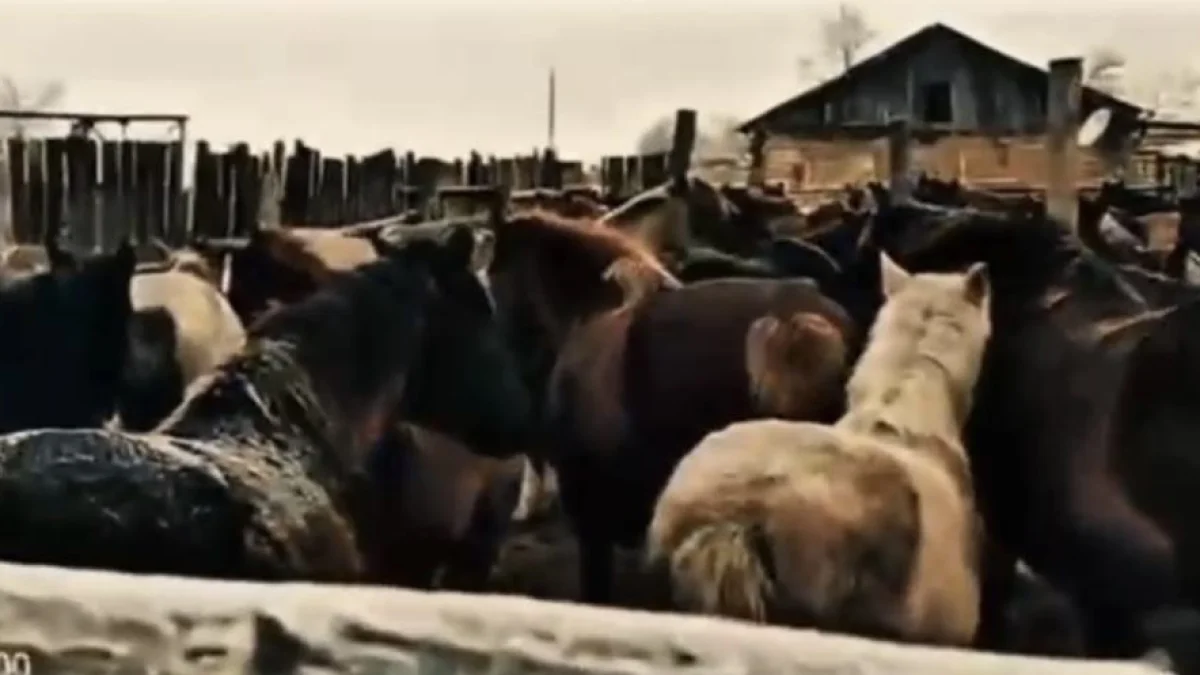 Вооруженные скотокрады орудовали в Павлодарской области