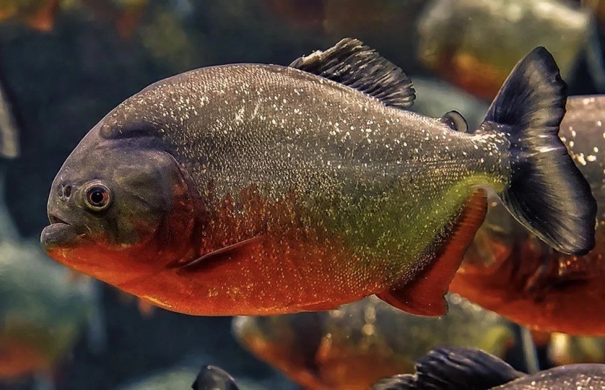 Пираньи напали на людей на популярном курорте