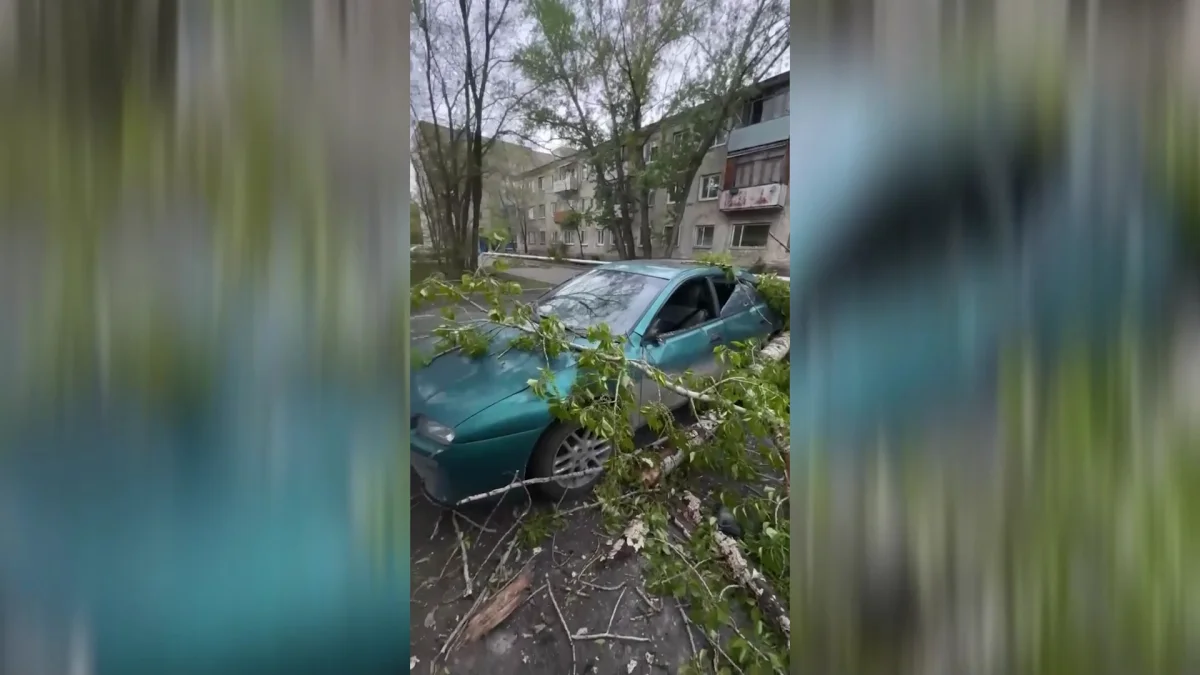 2 миллиона тенге взыскала жительница Костаная с городского акимата за упавшее на ее авто дерево