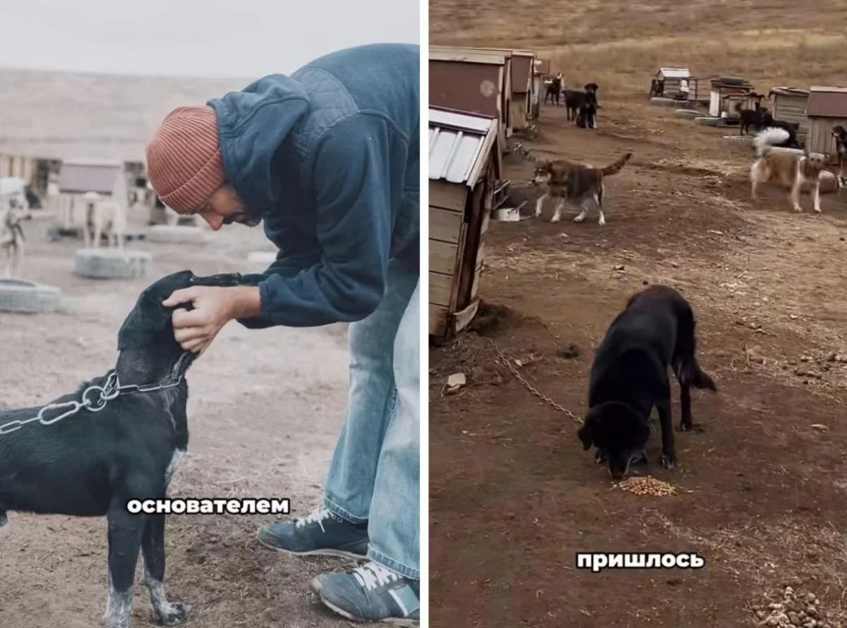 Алматы маңында қожайыны қайтыс болған соң жүзге жуық ит қараусыз қалды