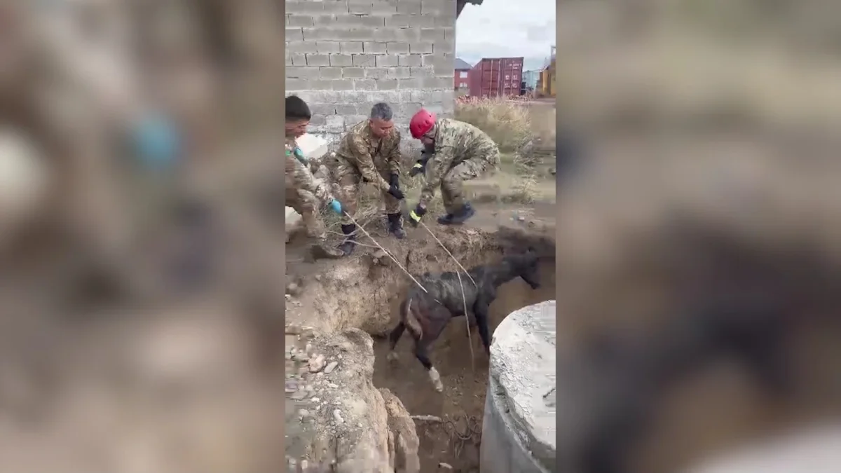 В Усть-Каменогорске спасатели из колодца вытащили жеребёнка