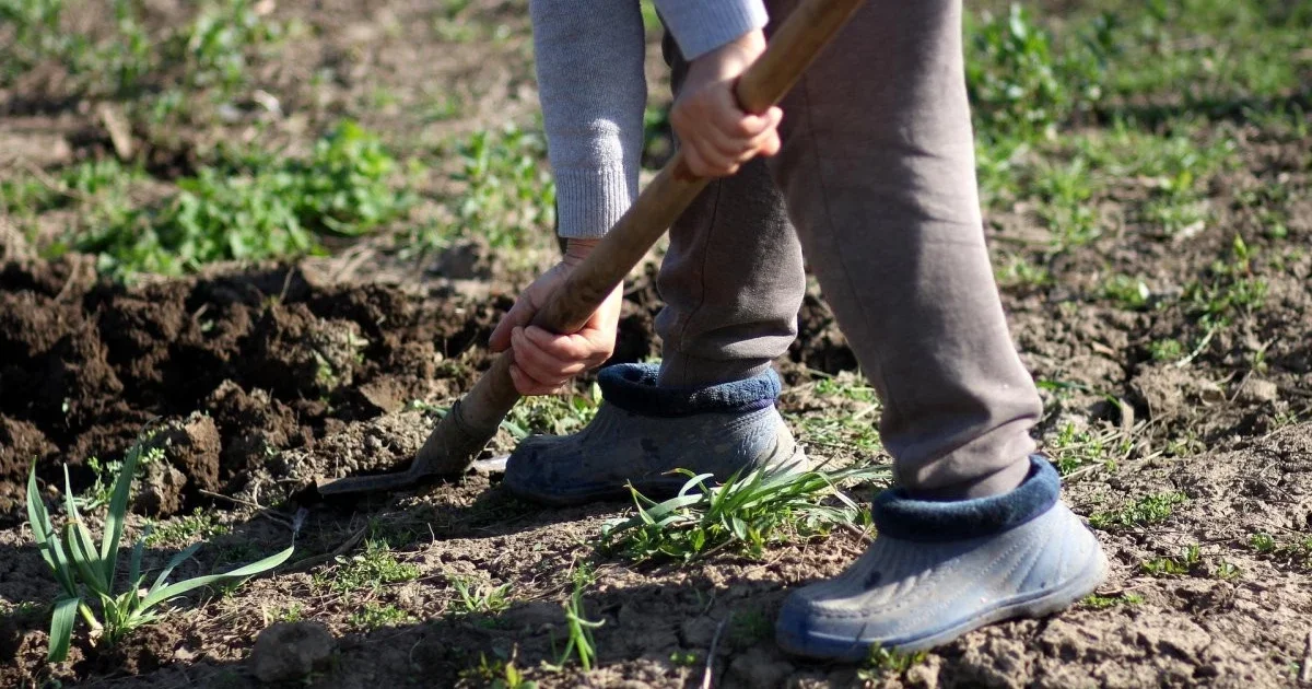 Үш қарияны үйінің ауласына көміп, олардың зейнетақысын алып отырған
