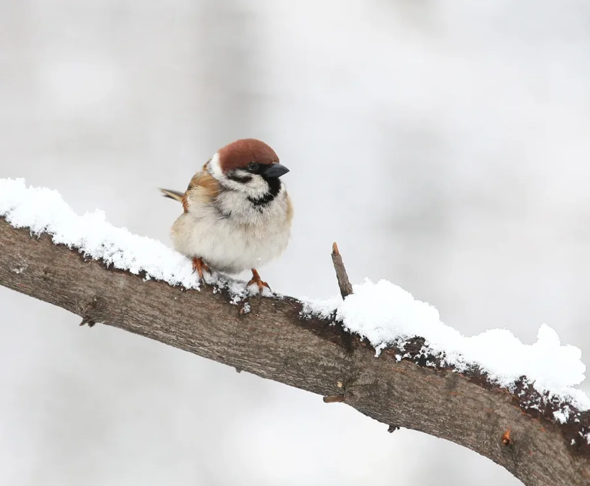 Февраль в Казахстане будет на 2 градуса теплее обычного, - синоптики