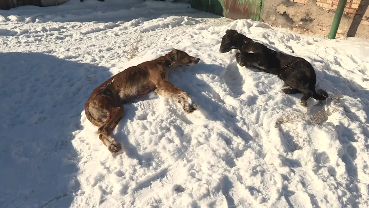 Қарағандыда тазы тұқымды иттерді заңсыз атуда