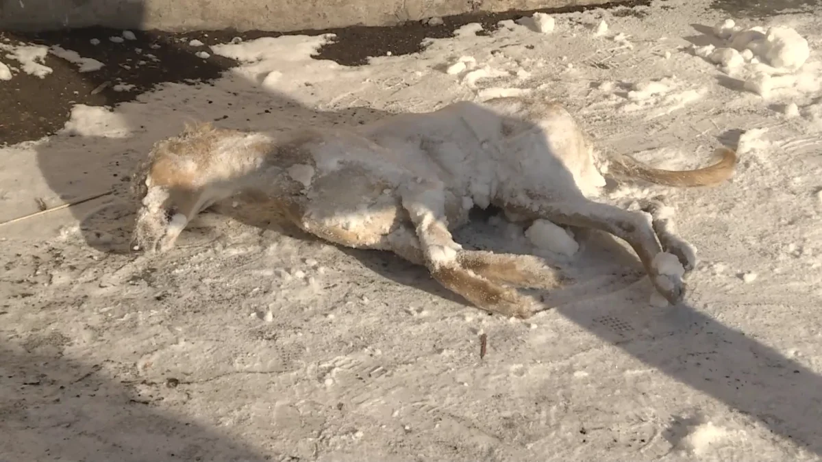 Национальное достояние страны - собаки породы тазы незаконно   застрелены в Караганде