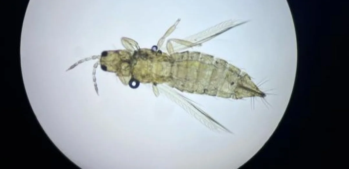 Эквадордан келген гүл партиясынан батыс гүл трипсі анықталды