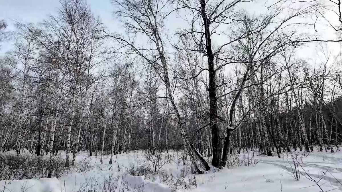Қызылжарда жоғалып кеткен 18 жастағы жігіттің мәйіті орманнан табылды