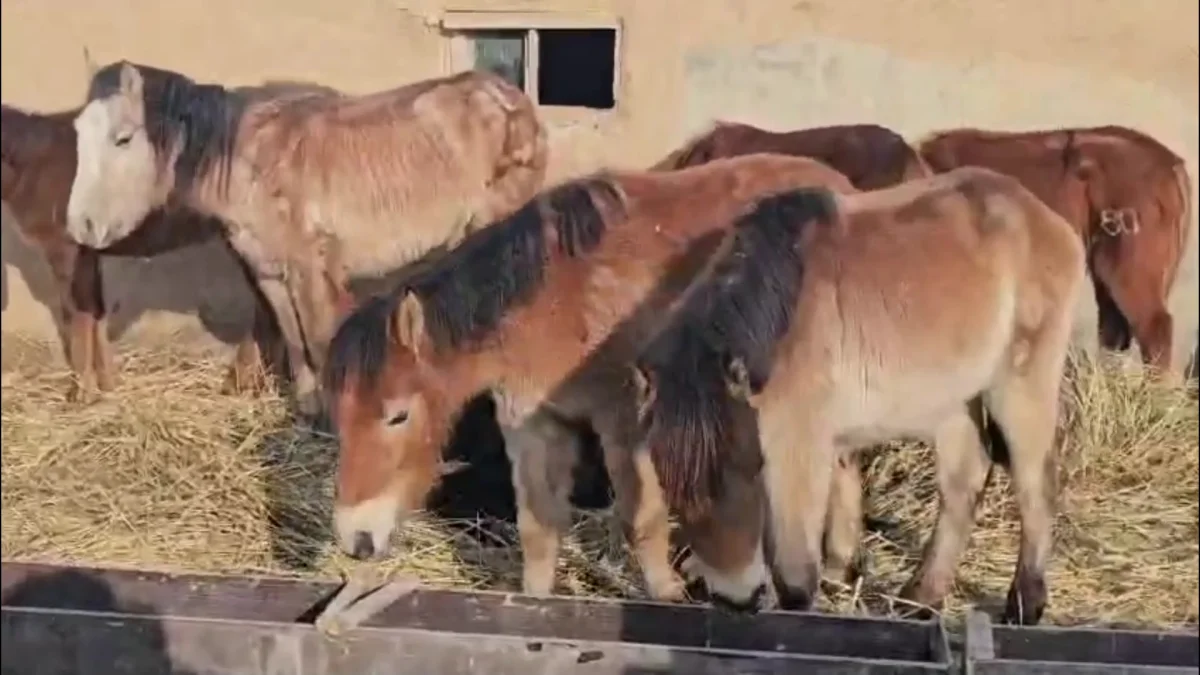 Атырау облысында  жылқы аштықтан қырылып жатыр