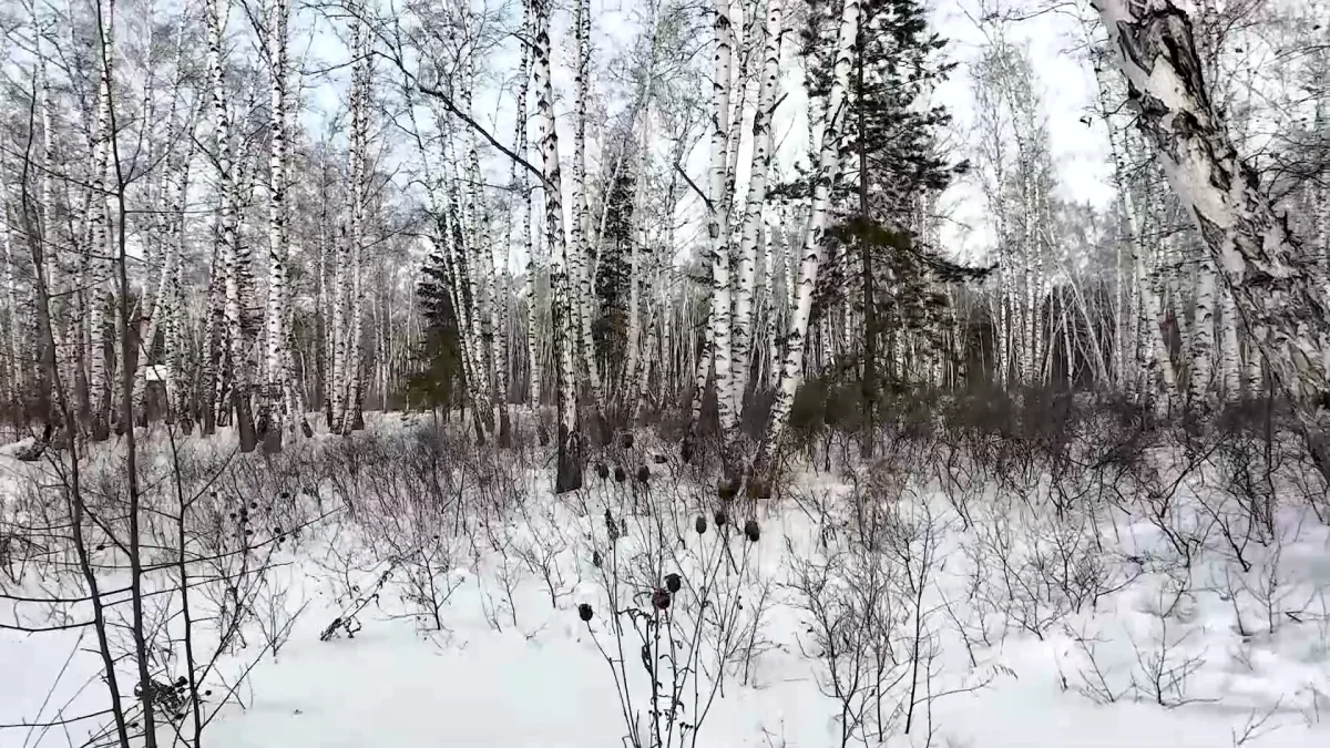 18-летний парень замёрз насмерть в лесу на окраине Петропавловска