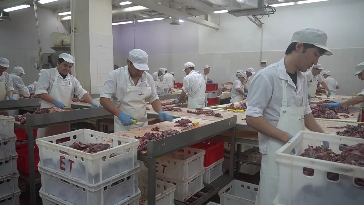 Консервы из мяса сайги начали выпускать в Западно-Казахстанской области