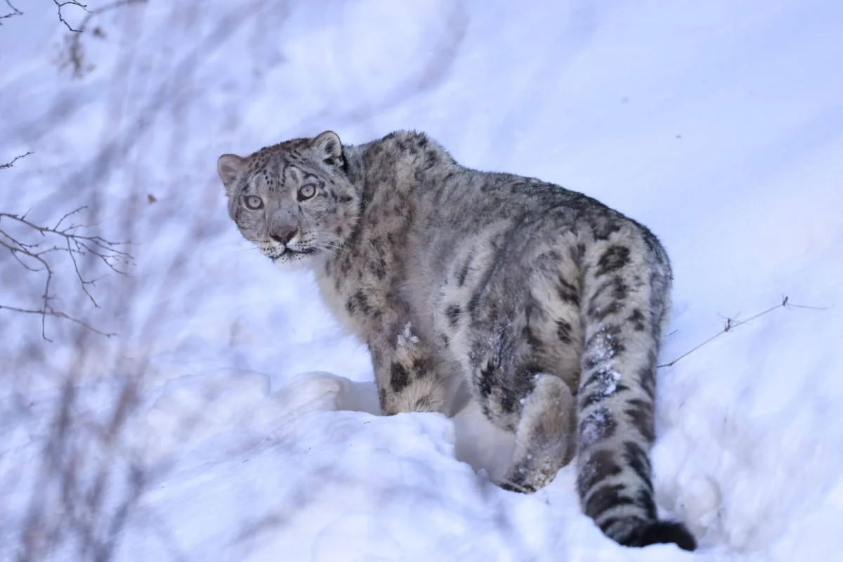 Замеченному под Алматы снежному барсу установили спутниковый ошейник