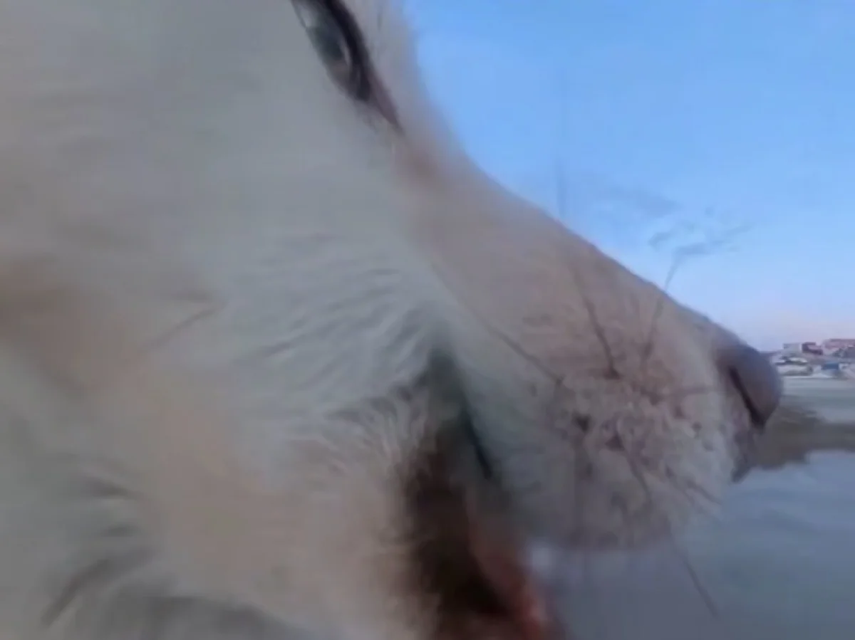 Собака в Гренландии сорвала репортаж, украв камеру у корреспондента