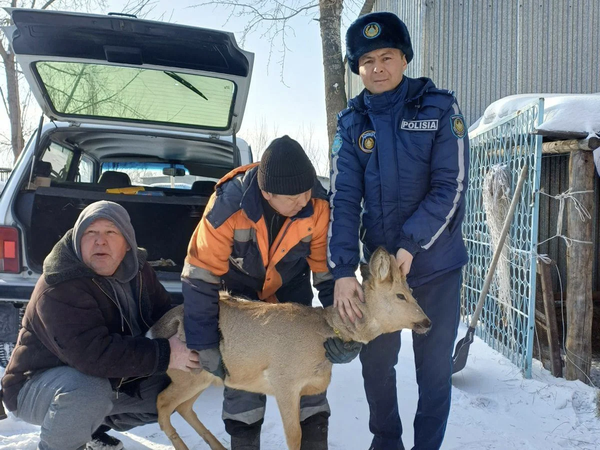 Косулю пришлось спасать полицейским Семея