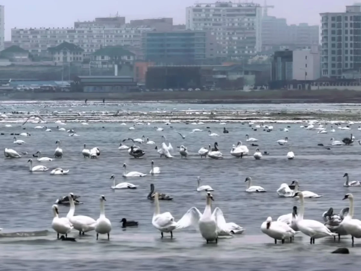 Лебеди прилетели на берег Актау