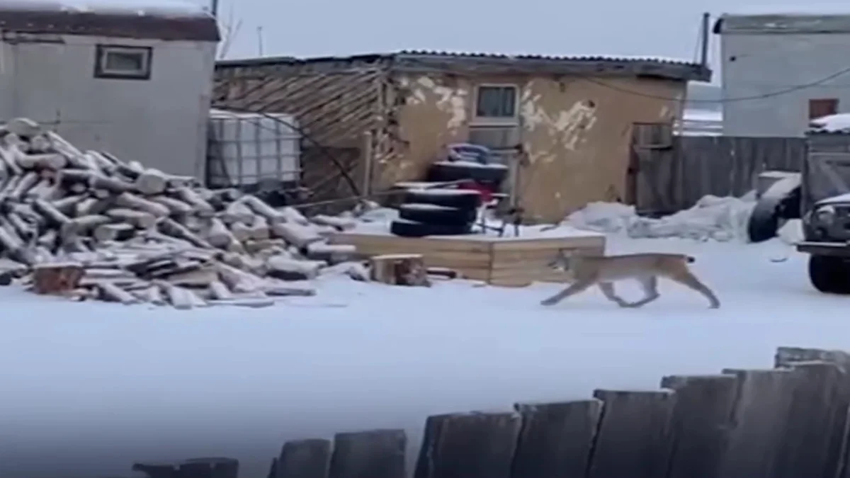 Дикая рысь напугала жителей села в Костанайской области