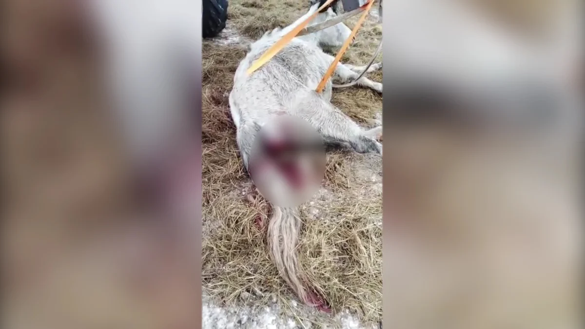 БҚО-да жылқы тебіндей алмай қырылып жатыр