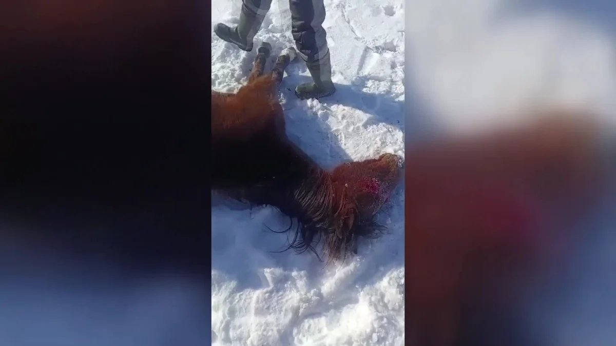 Из-за морозов и снегопадов массово гибнут лошади в Западно-Казахстанской области