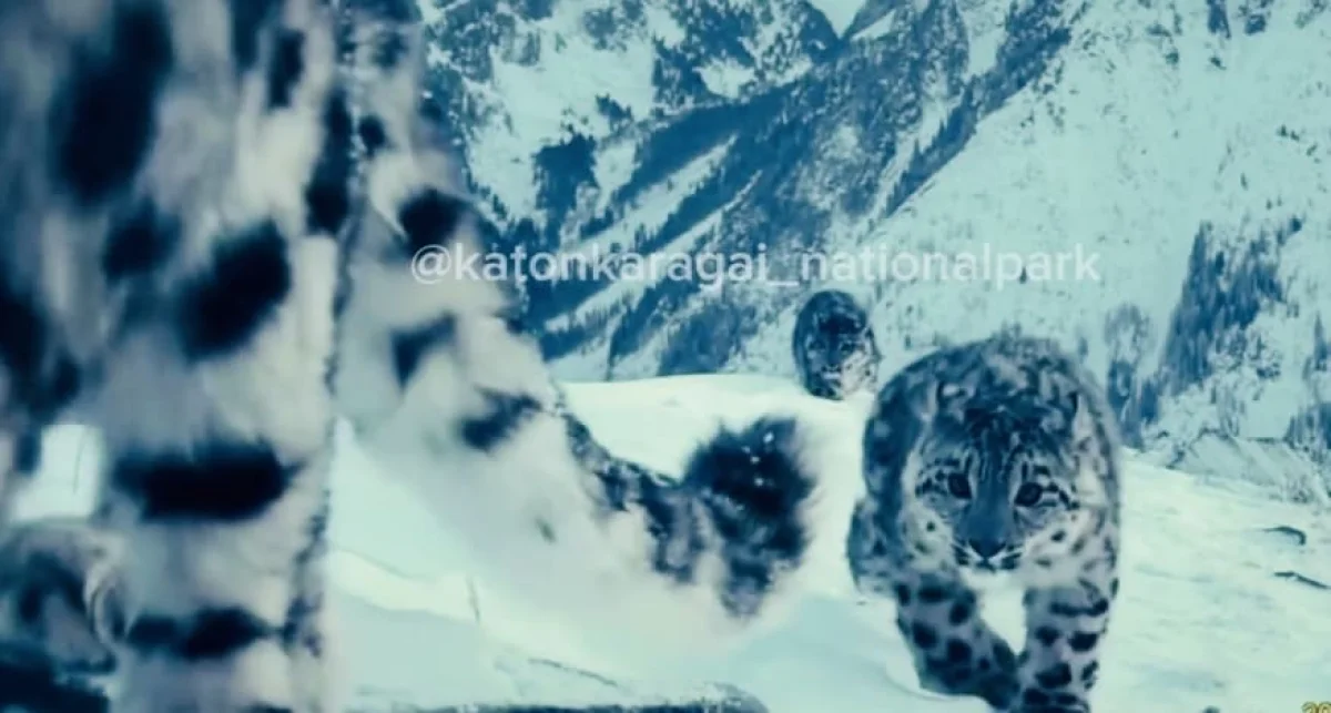 Снежного барса с тремя детёнышами заметили в Катон-Карагае