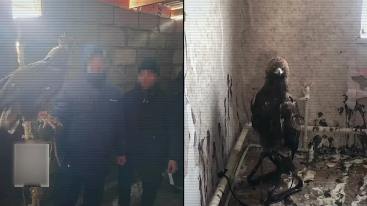 Сотрудники Баянаульского национального парка незаконно перевозили редких птиц за рубеж