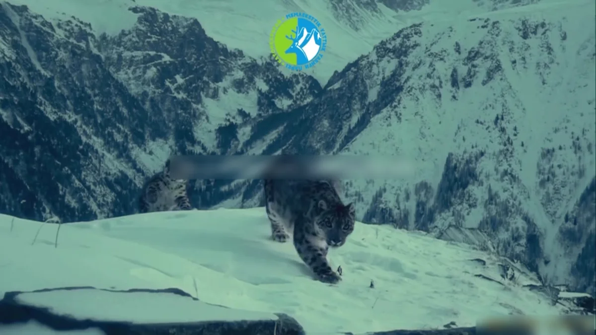 Редкие кадры семьи снежных барсов сняли в ВКО