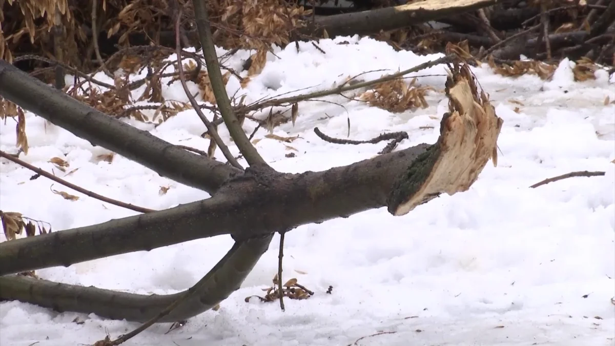 Шымкентте ағаштың бұтағының астындаға қалған оқушы қаза тапты